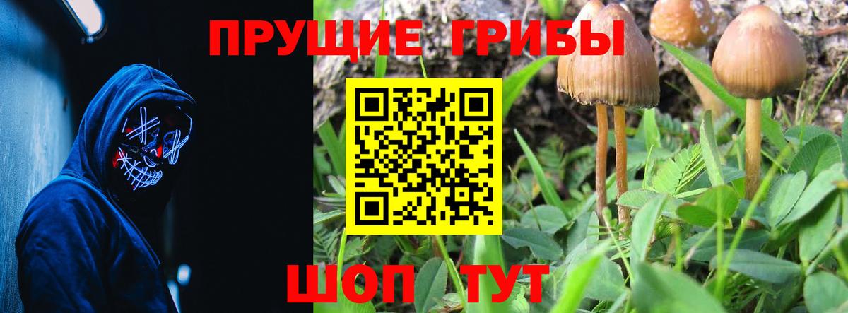 Владимир  Псилоцибиновые грибы Cubensis  купить   Вход с VPN 